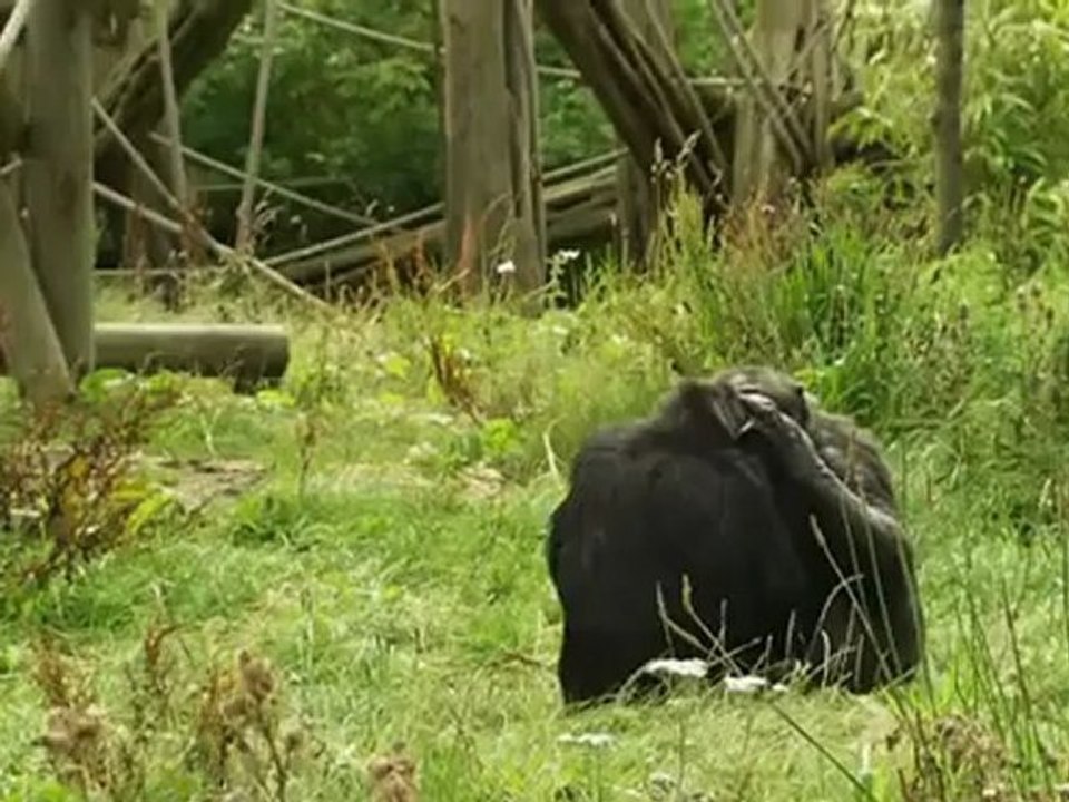 Das Chimpcam Projekt (3 von 6)