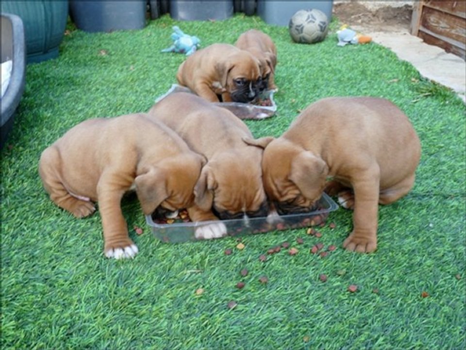 5 Chiots type Boxer