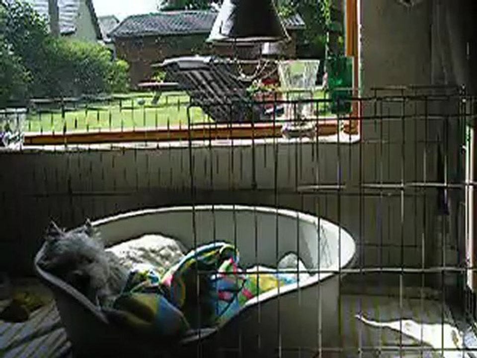 Cwandie 1