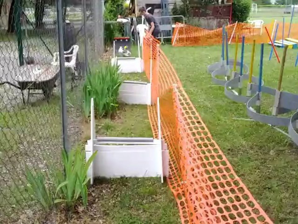 INITIATION FLYBALL GEEK LE JACK RUSSEL