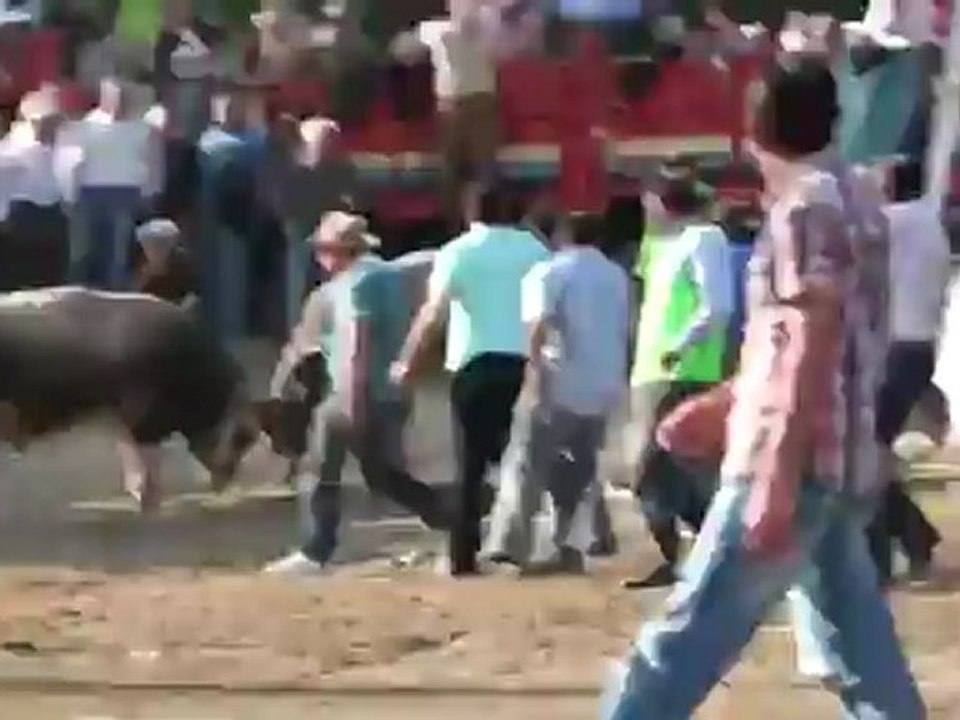 Murgul Özmal 20.Boğa Güreşleri 2012-Başaltı Kategorisi Güreşleri