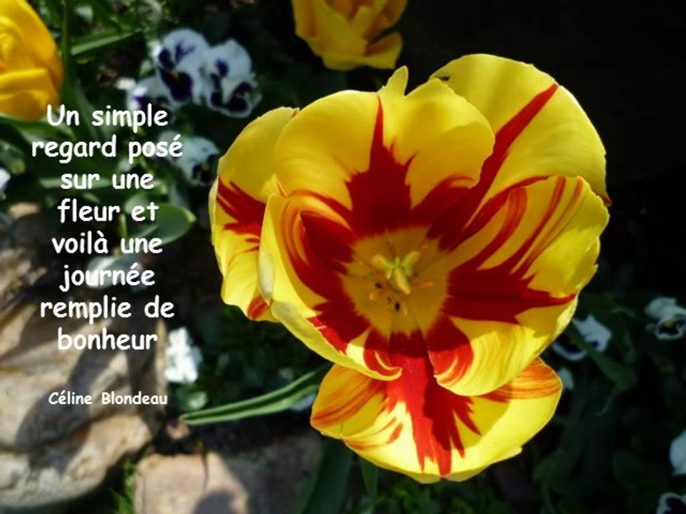 Amours de fleurs