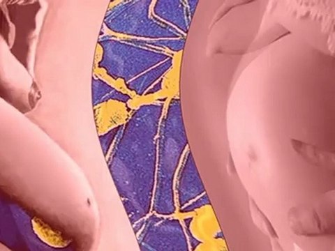 female attitude . femmes enceintes et spermatozoïdes