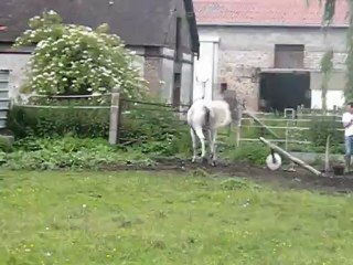 Phantasie qui fait sa folle dans l' herbage !