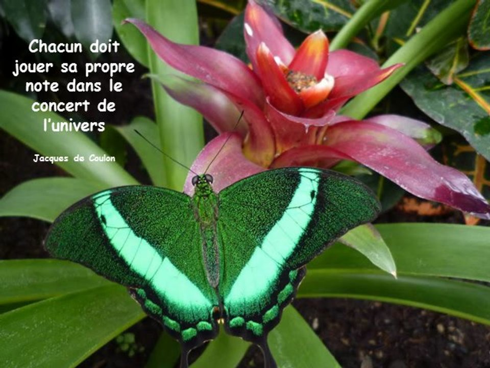 Fleurs et Papillons