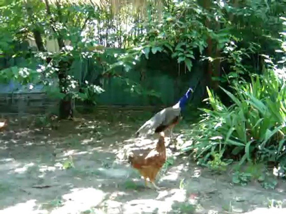 piou piou attack
