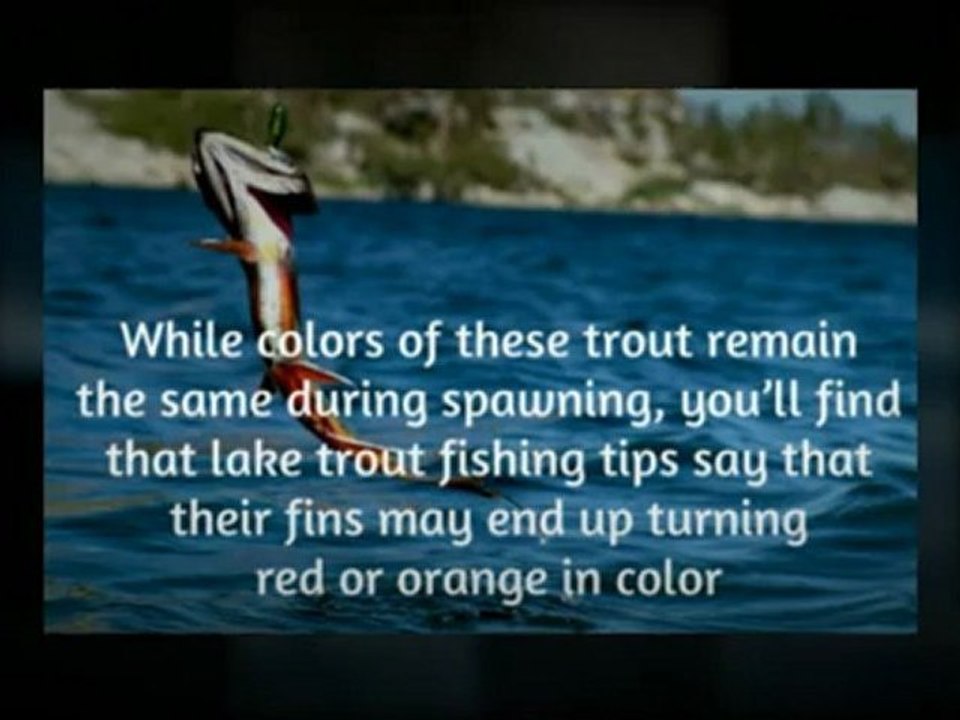 Lake Trout Fishing Tips to Help You Land a Great Catch | Trout Fishing Review