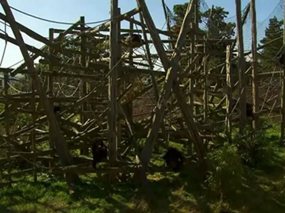 Das Chimpcam Projekt (6 von 6)