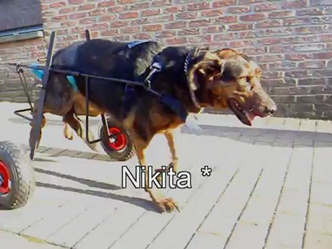 Nikita chienne handicapée avec son chariot de mobilité