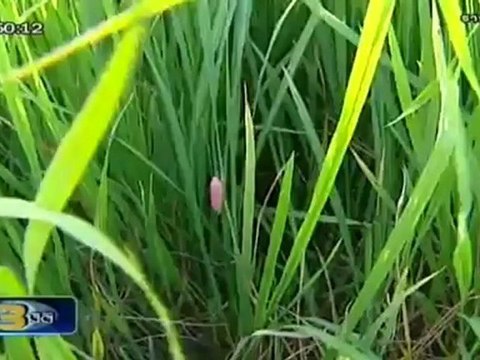 ข่าว 3มิติ วันที่ 17 มิถุนายน 2555