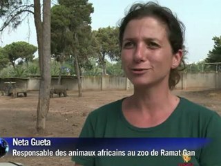 Naissance d'un rhinocéros blanc dans un zoo israélien