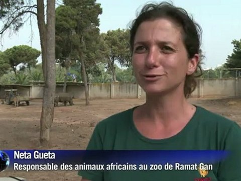 Naissance d'un rhinocéros blanc dans un zoo israélien