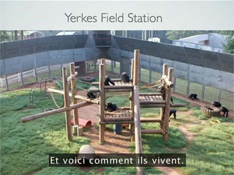 Empathie chez les Animaux