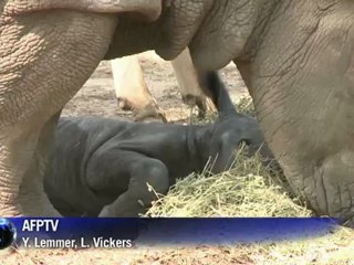 Rare white rhino born in Israeli zoo