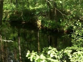 Black Lake and Music of Love