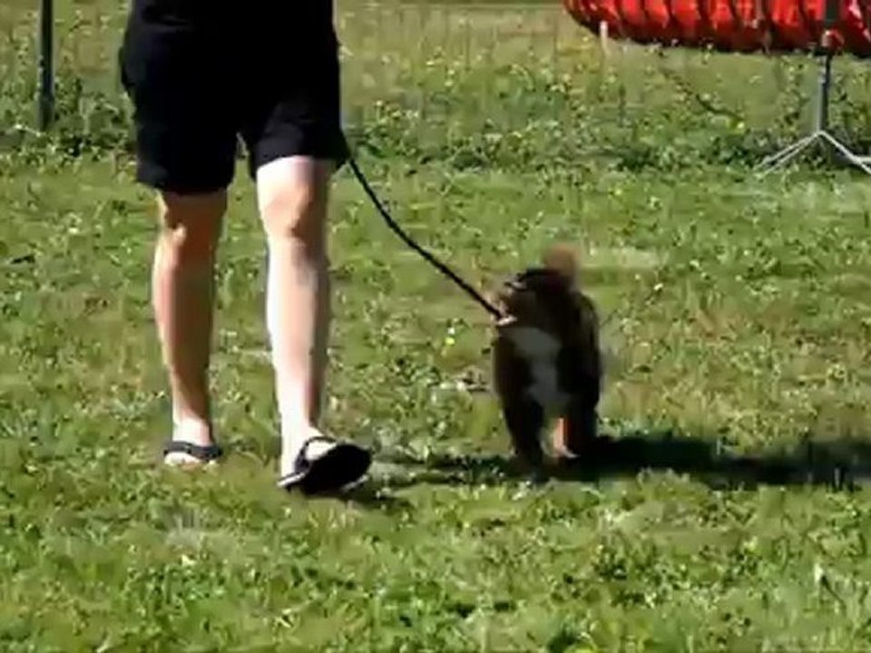 Krypto - Marche au pied 16-06