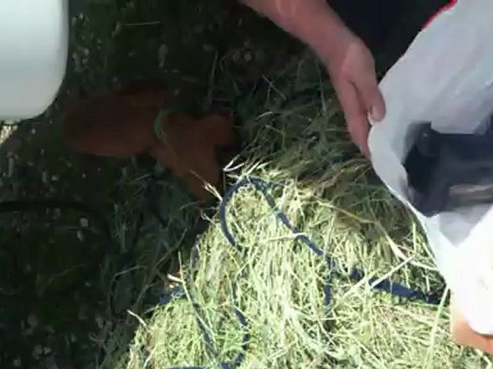 hoops et le filet à foin