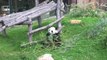 Vies de Panda - Huan Huan (Zoo de Beauval)
