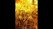 Growing Marijuana - 6 Cannabis Strains In A Very Hot Climate