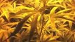 Growing Marijuana - Week 2 Of Marijuana Flowering With CO2
