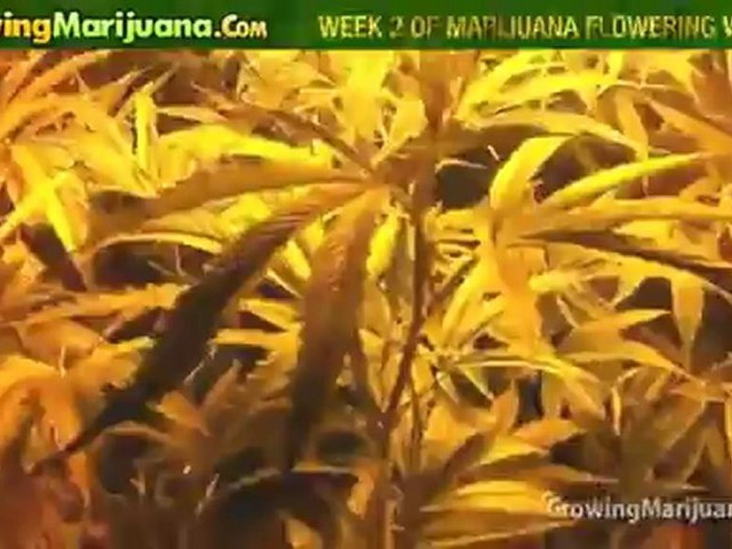 ⁣Growing Marijuana - Week 2 Of Marijuana Flowering With CO2