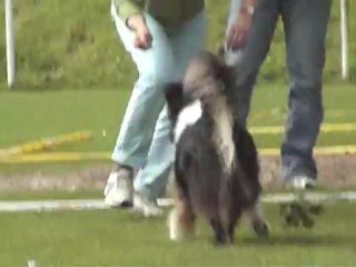 cavage pradines 2012 diam's