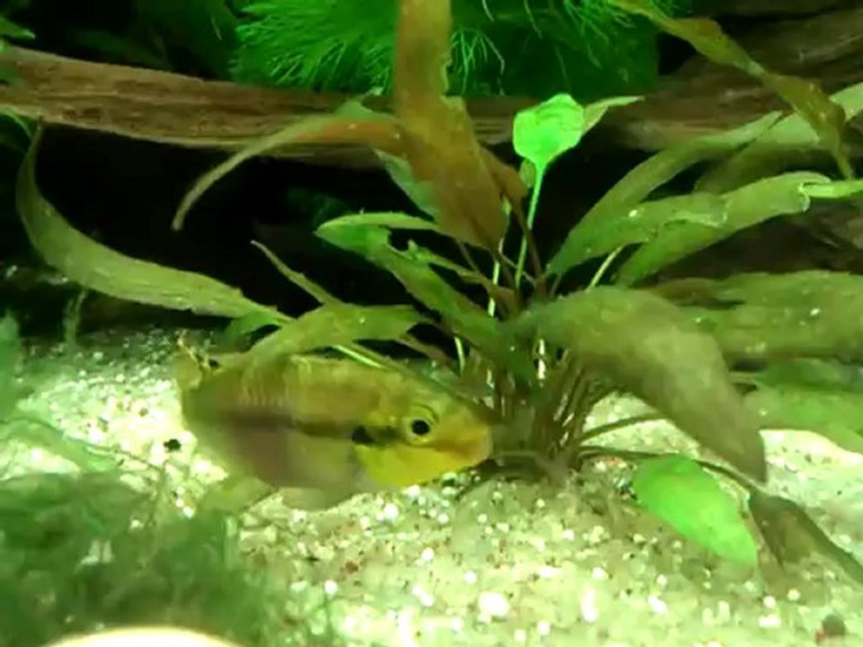 Femelle Subocellatus et ses 6 Alevins