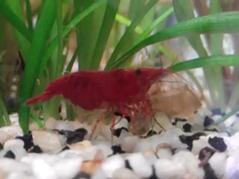 Gros plan RC qui ventile