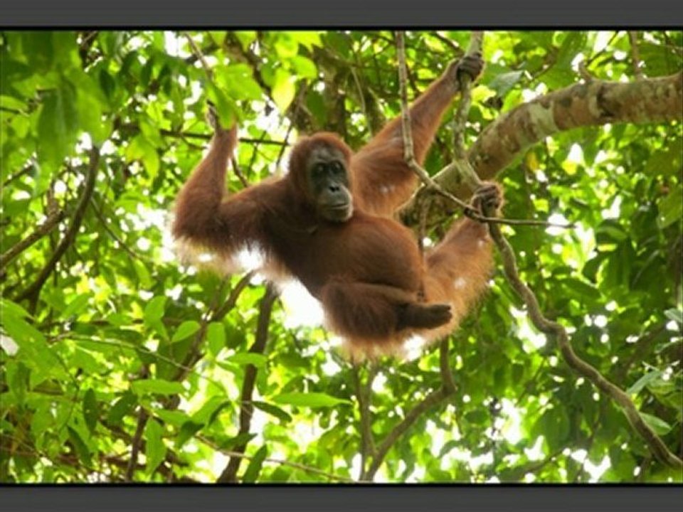 Orangs Outans