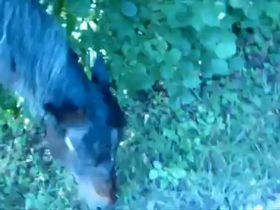 Balade en liberté, jeux dans les champs.