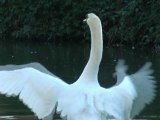 Swan Cisne blanco Cygnus olor. Parque Isabel C. Gijón, Asturias