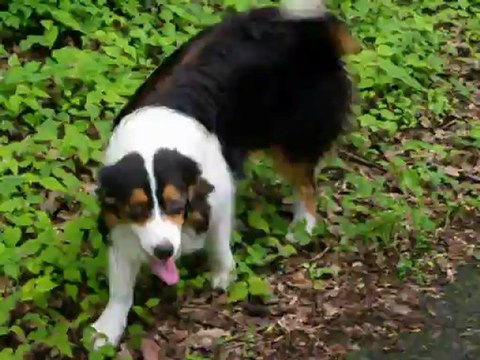 Mamy, femelle berger australien à vendre