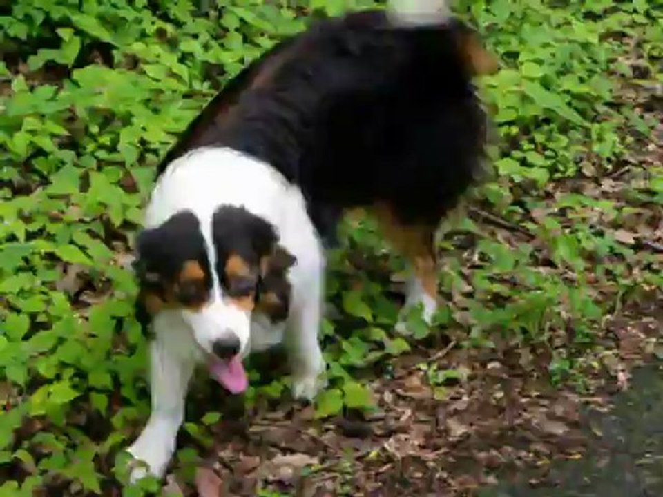 Mamy, femelle berger australien à vendre