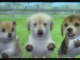 CGRundertow NINTENDOGS + CATS for Nintendo 3DS Video Game Review