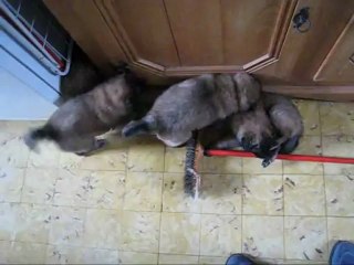 Pourquoi acheter des jouets?