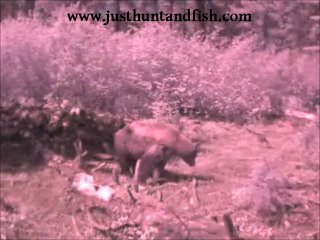 blackbear on homemade trail video camera