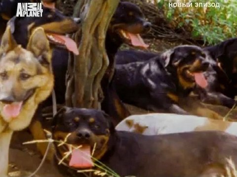 061-Переводчик с собачьего 2007