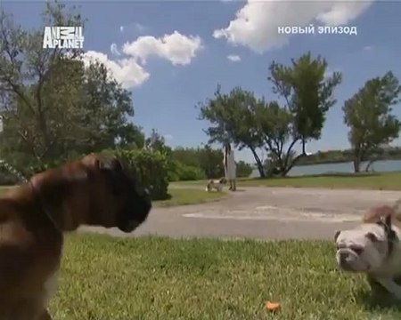 063-Переводчик с собачьего 2007