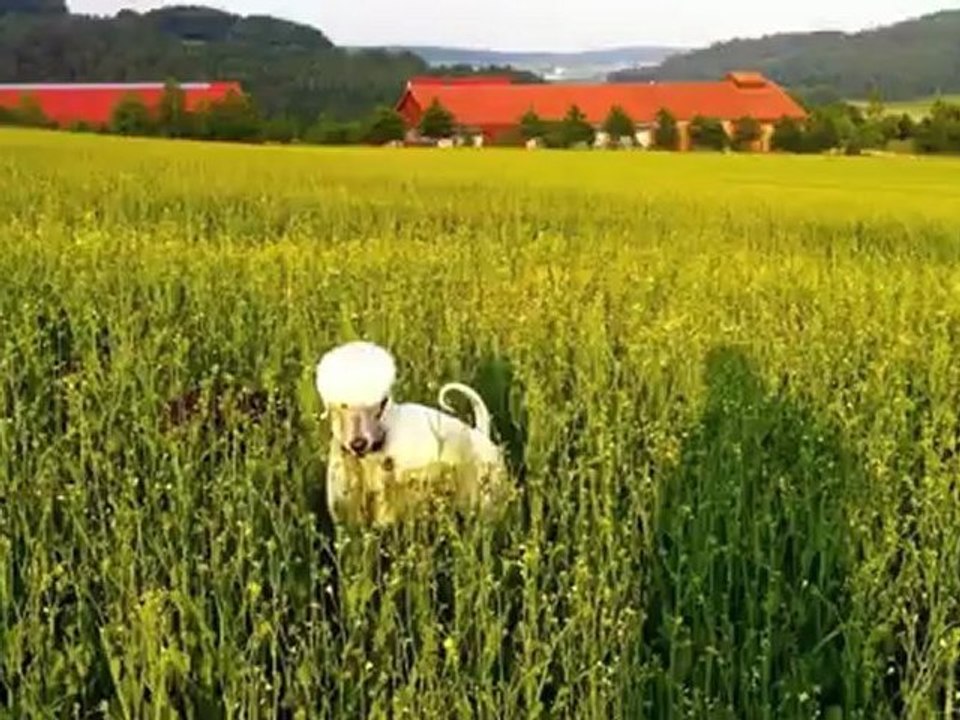 Pepper und Albert im Rapsfeld