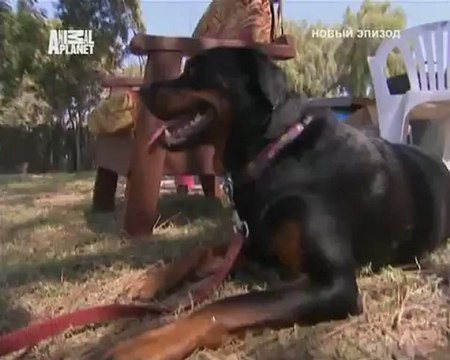 071-Переводчик с собачьего 2007