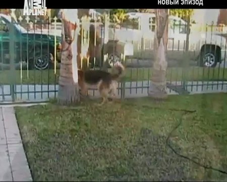 083-Переводчик с собачьего 2008