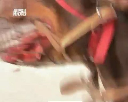 085-Переводчик с собачьего 2008