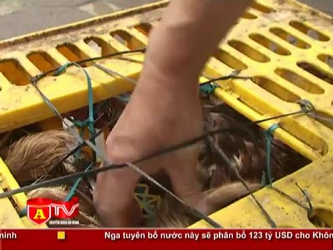 ANTÐ - Cơ quan chức năng bắt gần 4 tấn gà lậu