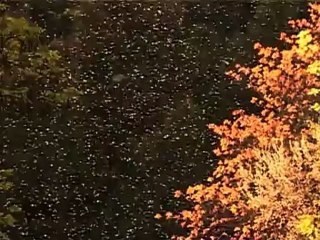 Le parti pris des arbres - Un projet documentaire de Martin Lampprecht