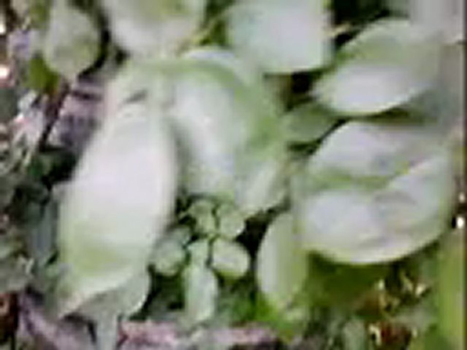douceur