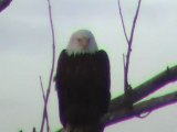2 Bald Eagles on Crawley Farm Road Moncton