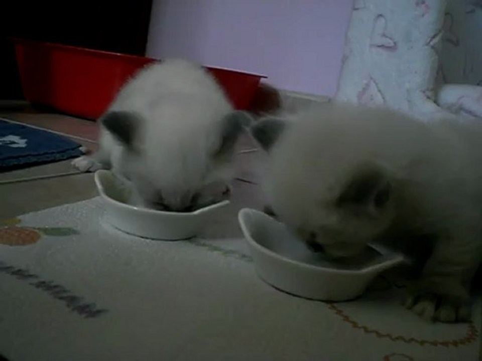 Premier repas ensemble