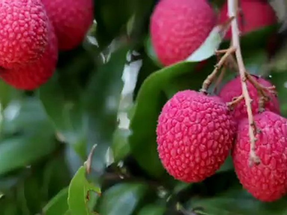 From Farm to Ship on Royal Caribbean: Local Lychees ...