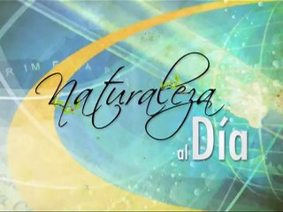 Naturaleza Al Día: El Caimán de la Costa