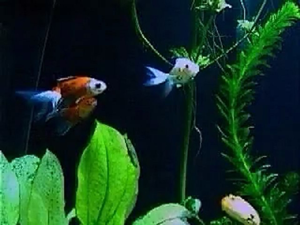 eagles ft eric clapton. hotel california